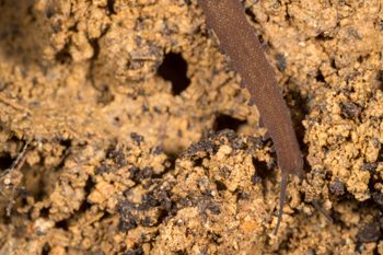 Media type: image;   Invertebrate Zoology 143930